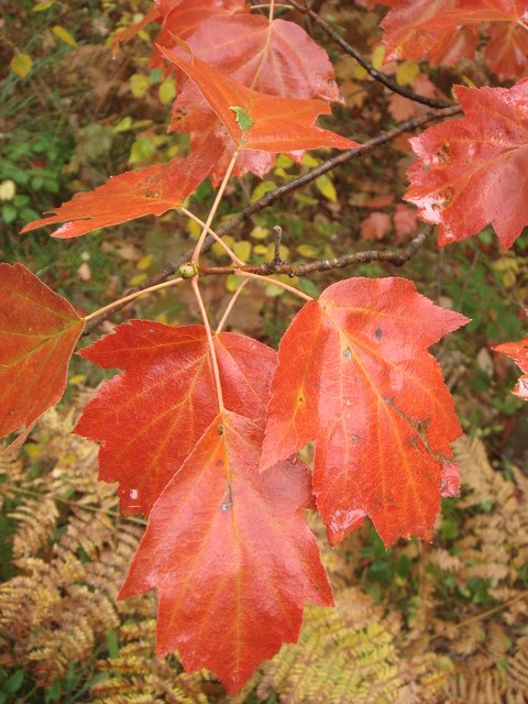 Sorbus torminalis feuille automne